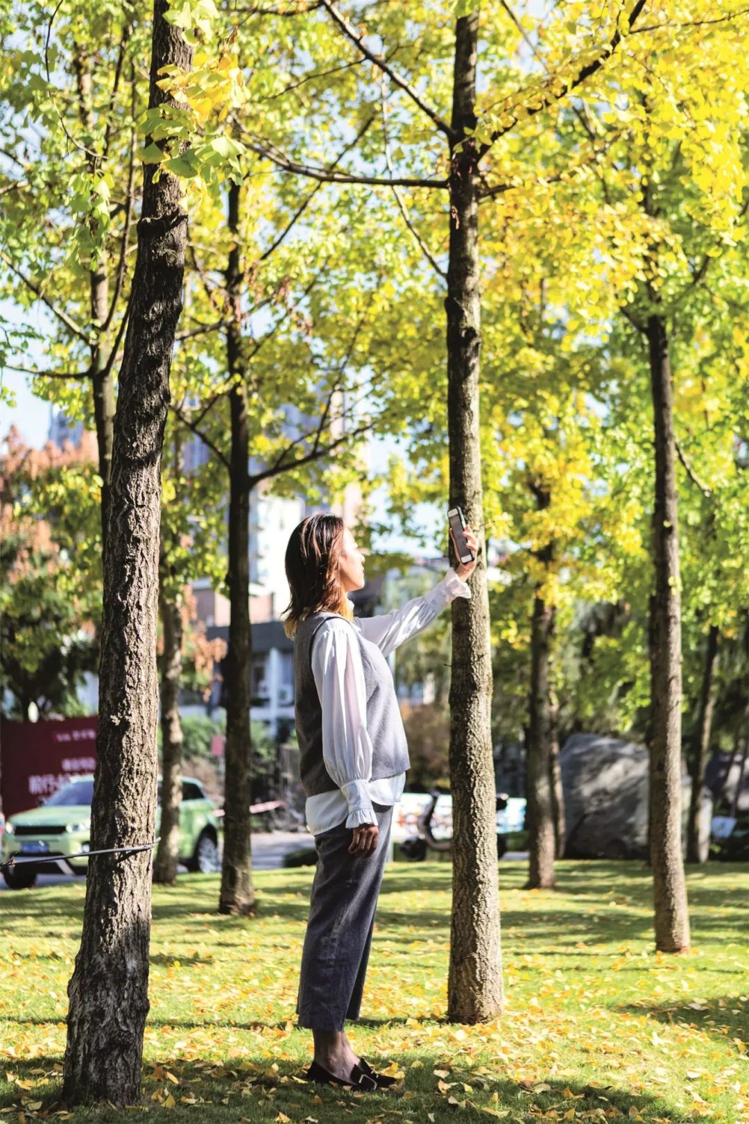 成都锦江边最漂亮的银杏,成都银杏美图