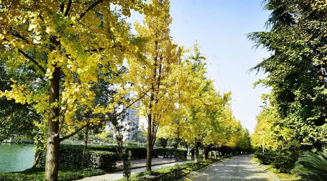 成都锦江边最漂亮的银杏,成都银杏美图