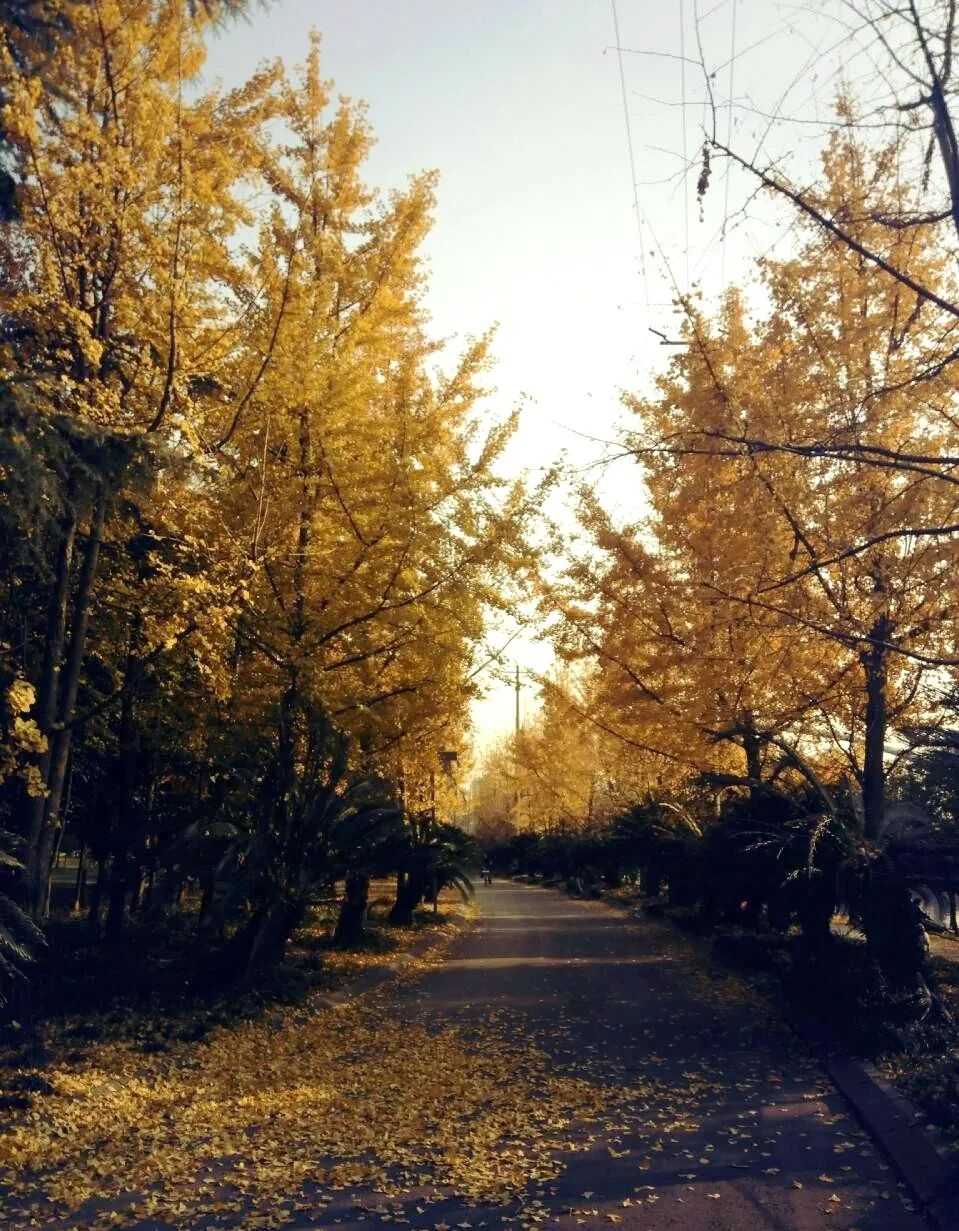 成都锦江边最漂亮的银杏,成都银杏美图