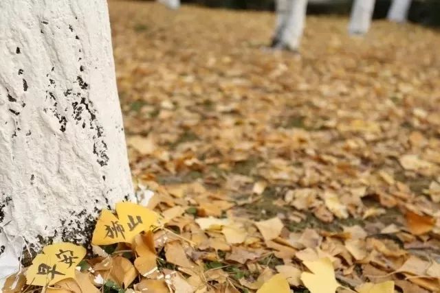 成都锦江边最漂亮的银杏,成都银杏美图