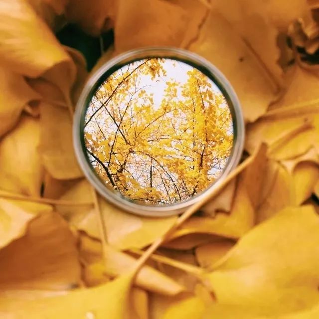 成都锦江边最漂亮的银杏,成都银杏美图