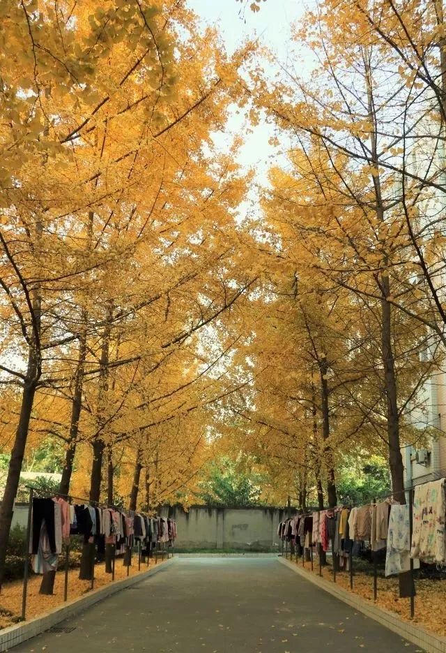 成都锦江边最漂亮的银杏,成都银杏美图