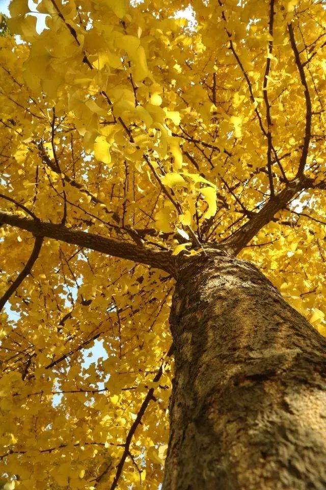 成都锦江边最漂亮的银杏,成都银杏美图