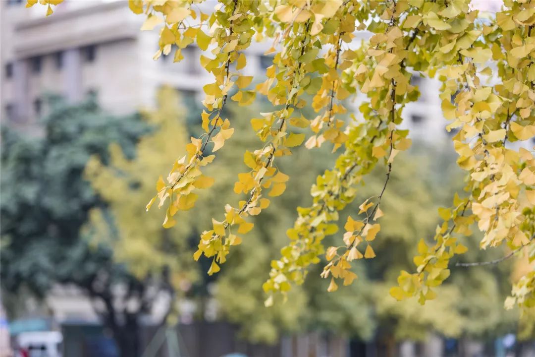 成都锦江边最漂亮的银杏,成都银杏美图