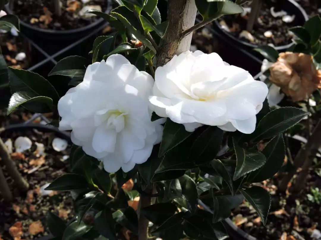 肌肤水润滋养秋冬干燥,肌肤水润嫩滑保湿护肤品