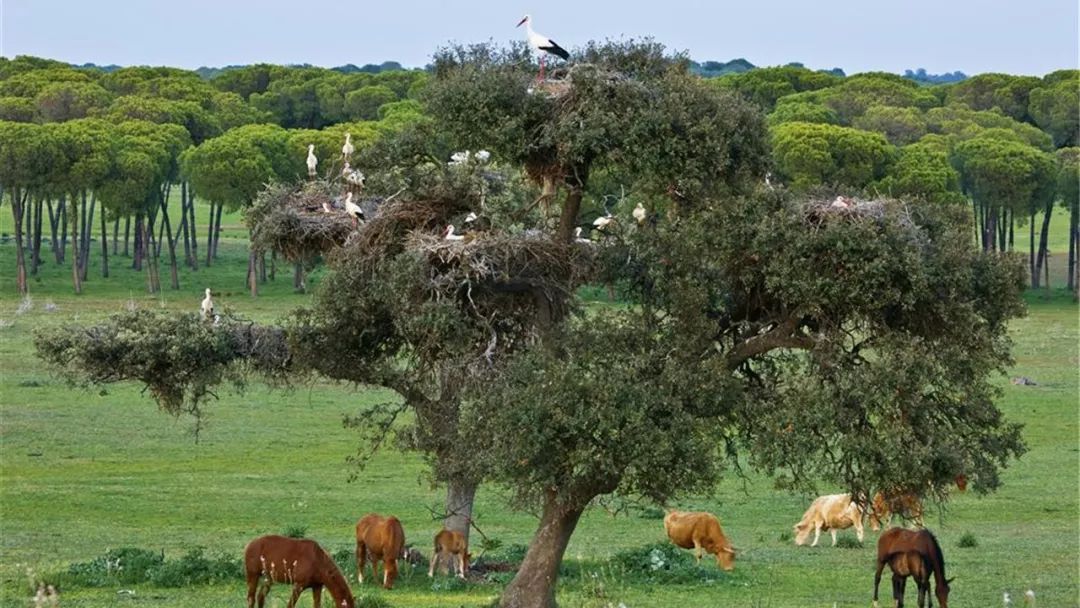 去西班牙不能错过的东西,去过西班牙的感受