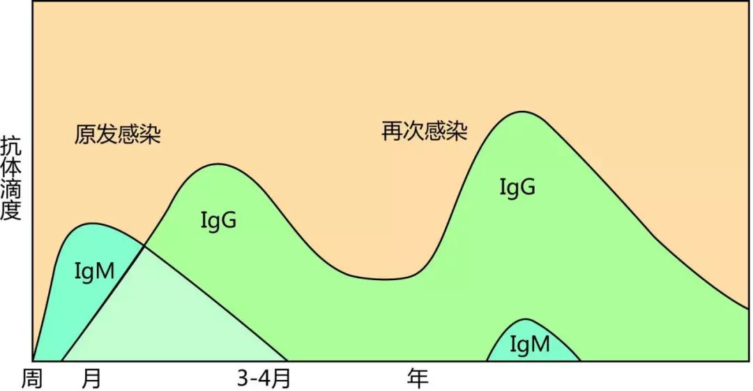 肺炎支原体抗体检测发光法报告,肺炎衣原体支原体检测意义