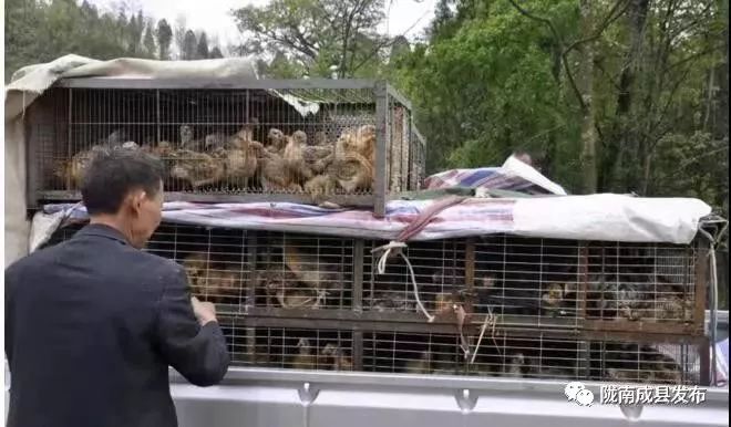 涔￠晣鑴辫传鏀诲潥宸ヤ綔鎺犲奖,闀囧師鍘挎柊鍩庨晣鑴辫传鏀诲潥绾疄