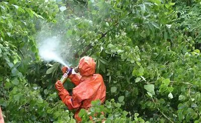 江西一居民家中惊现巨型马蜂窝,贵州家里惊现巨型马蜂窝