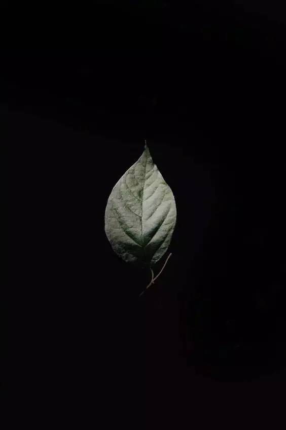 太宰治为什么觉得生而为人很抱歉,太宰治哪怕丧到极致也热爱着世界