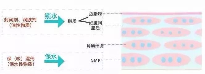 脸皮起皮干燥显老,脸皮松弛特显老怎么办
