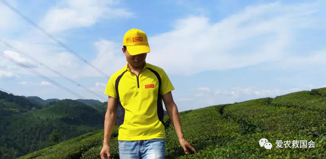 花*功香**夫红茶研究(二)