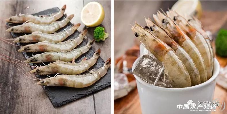 中国订购厄瓜多尔白虾最大的厂家,中国进口厄瓜多尔白虾最新政策