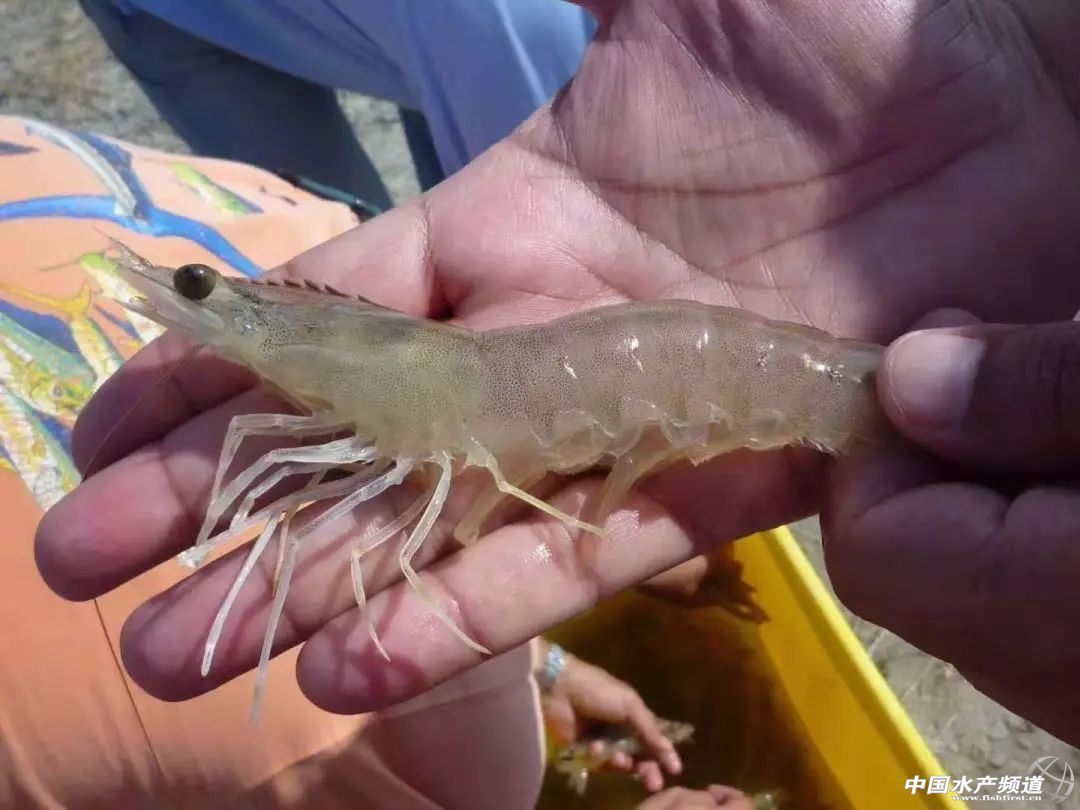 中国订购厄瓜多尔白虾最大的厂家,中国进口厄瓜多尔白虾最新政策