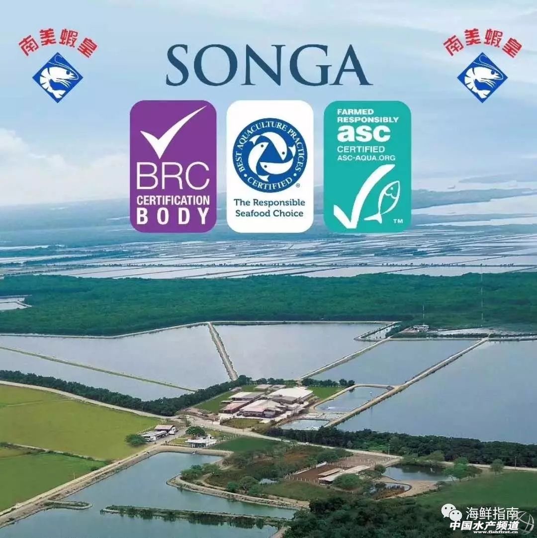 中国订购厄瓜多尔白虾最大的厂家,中国进口厄瓜多尔白虾最新政策