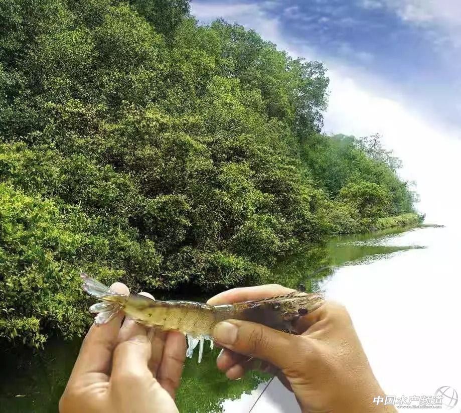 中国订购厄瓜多尔白虾最大的厂家,中国进口厄瓜多尔白虾最新政策