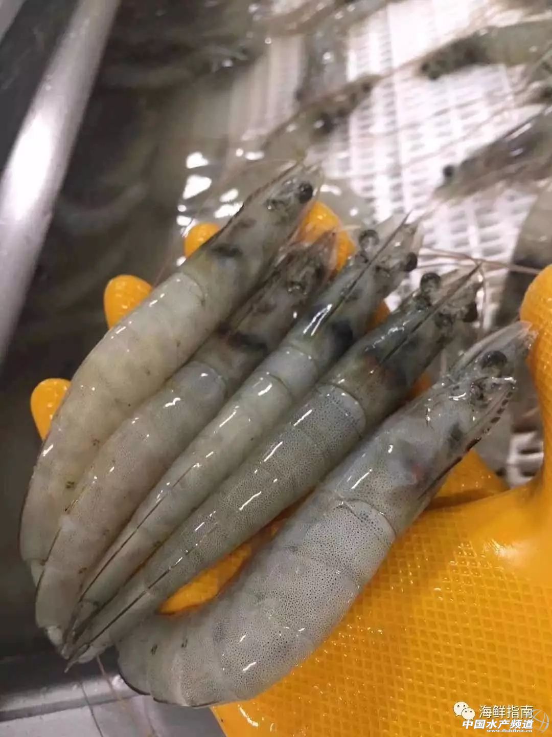 中国订购厄瓜多尔白虾最大的厂家,中国进口厄瓜多尔白虾最新政策