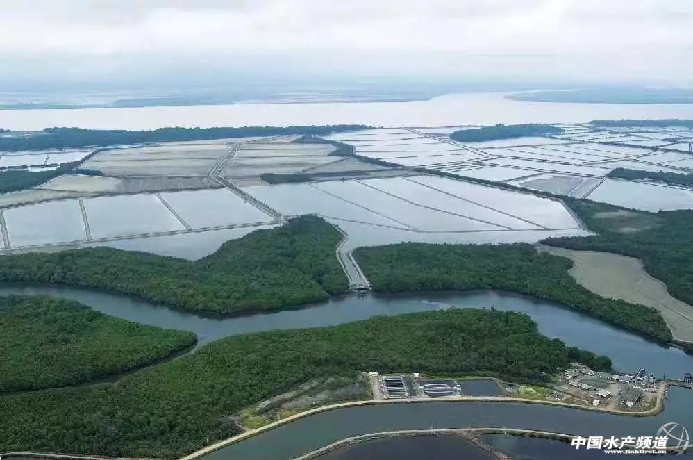 中国订购厄瓜多尔白虾最大的厂家,中国进口厄瓜多尔白虾最新政策