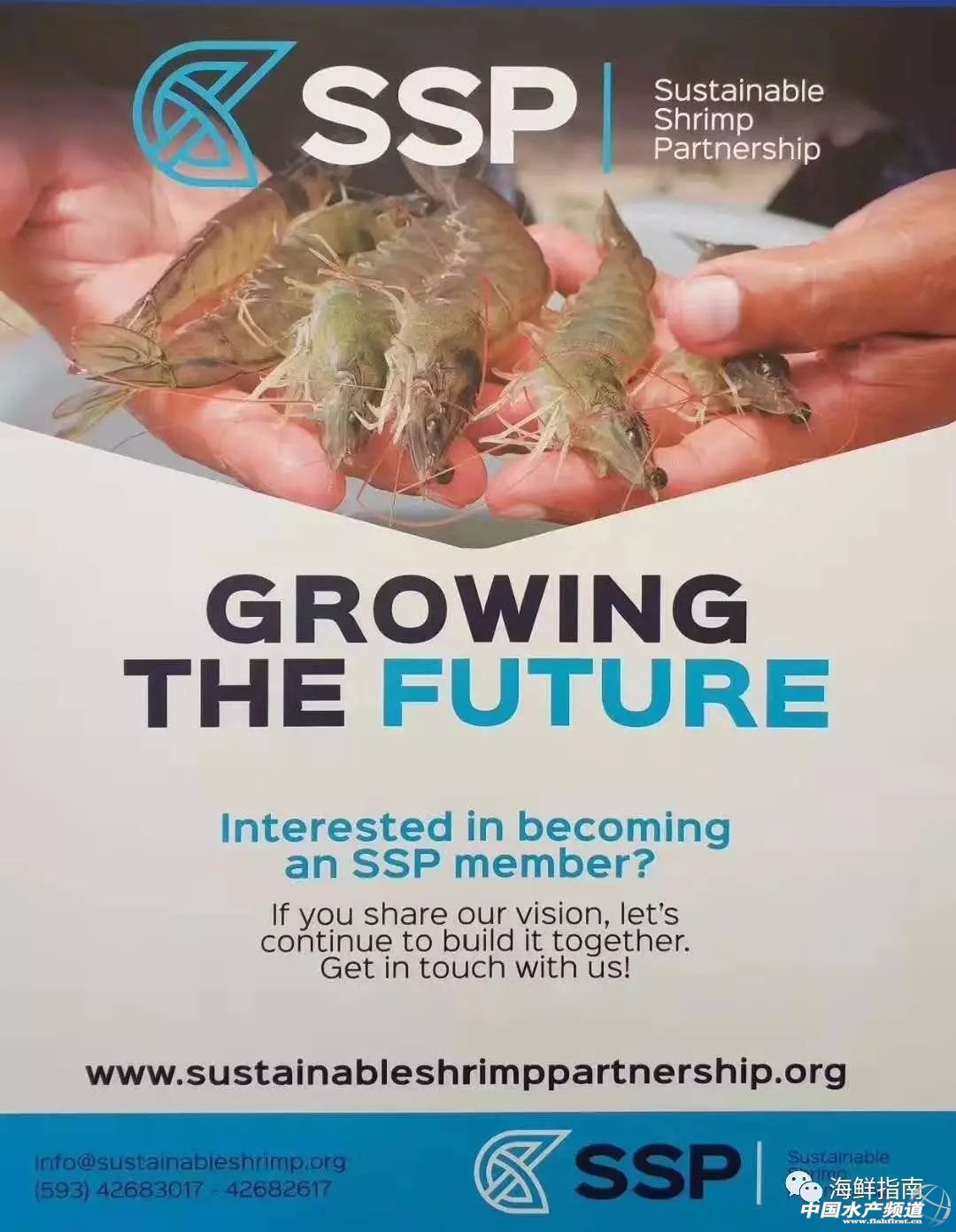 中国订购厄瓜多尔白虾最大的厂家,中国进口厄瓜多尔白虾最新政策