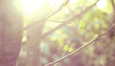 这份来自崇明银杏的滋润，你心动了吗？