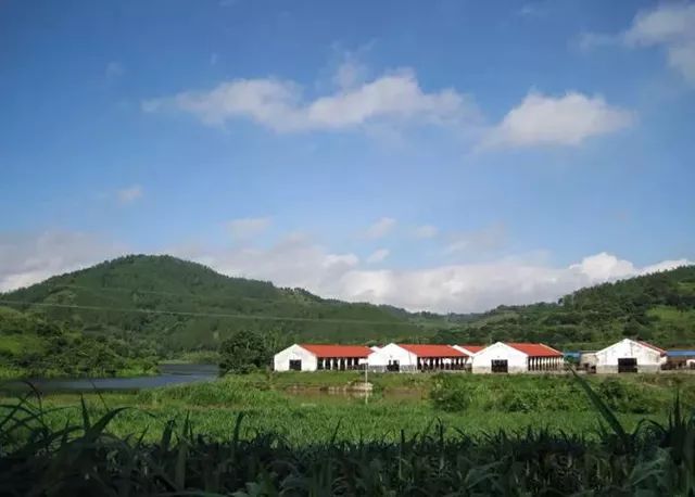 一条拼团｜“百菲酪”水牛奶，日东红茶经典奶茶