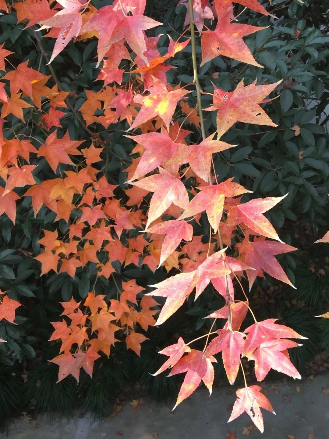 厉害了！再过不久，上海这些地方要“火”了！乘公共交通去围观