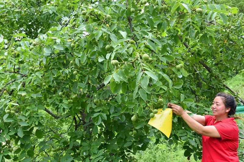 康县县城,过去的康县