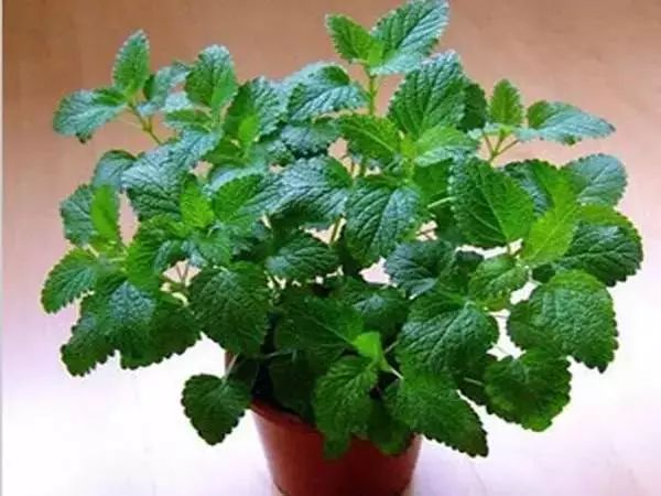 家中总有人生病摆放什么镇宅,家人生病家里摆什么物件