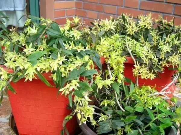 家中总有人生病摆放什么镇宅,家人生病家里摆什么物件