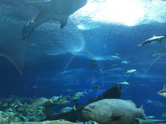 长隆珠海海洋王国网红打卡,珠海长隆海洋王国哪里买门票便宜