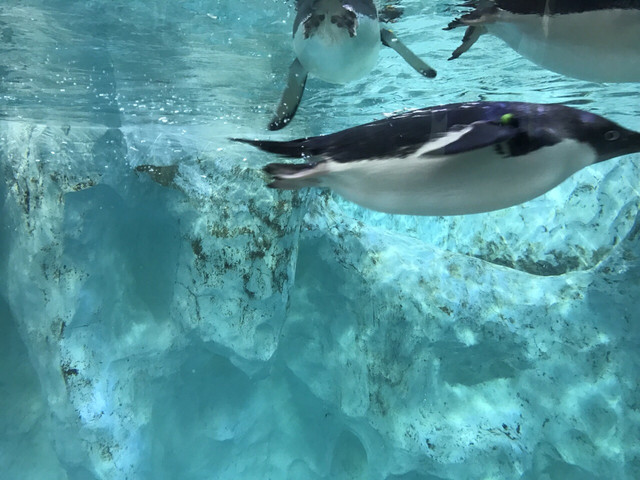 长隆珠海海洋王国网红打卡,珠海长隆海洋王国哪里买门票便宜