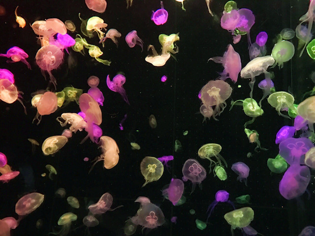 长隆珠海海洋王国网红打卡,珠海长隆海洋王国哪里买门票便宜