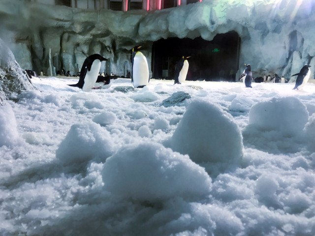 长隆珠海海洋王国网红打卡,珠海长隆海洋王国哪里买门票便宜