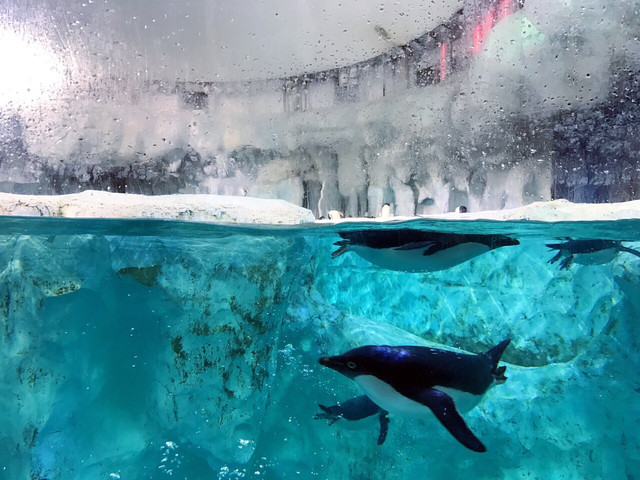 长隆珠海海洋王国网红打卡,珠海长隆海洋王国哪里买门票便宜