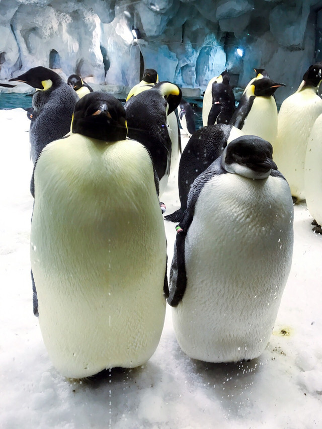 长隆珠海海洋王国网红打卡,珠海长隆海洋王国哪里买门票便宜