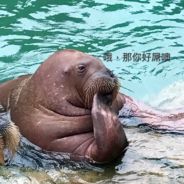 长隆珠海海洋王国网红打卡,珠海长隆海洋王国哪里买门票便宜