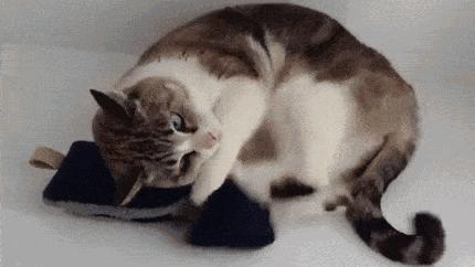 养猫的用处每一个都好硬核 (年轻人养猫和老人养猫的区别)