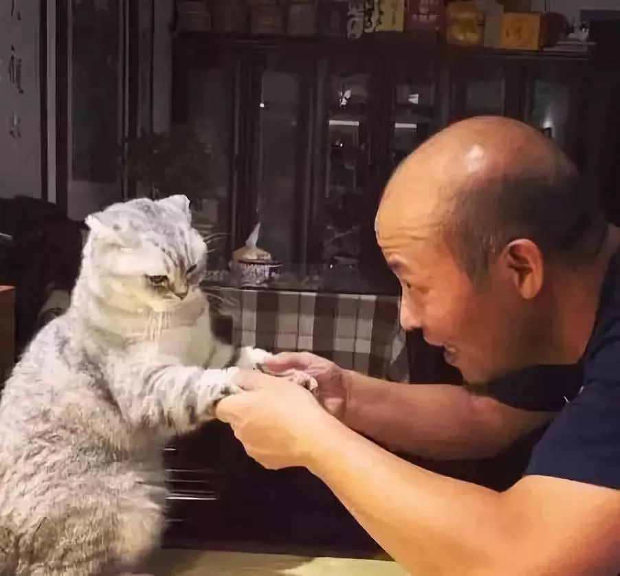 养猫的用处每一个都好硬核 (年轻人养猫和老人养猫的区别)