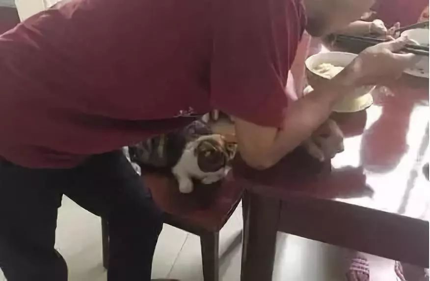 养猫的用处每一个都好硬核 (年轻人养猫和老人养猫的区别)