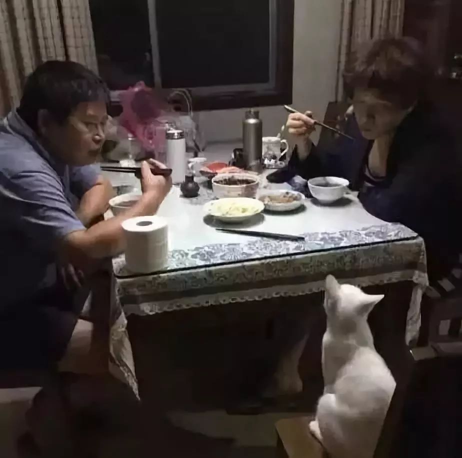 养猫的用处每一个都好硬核 (年轻人养猫和老人养猫的区别)