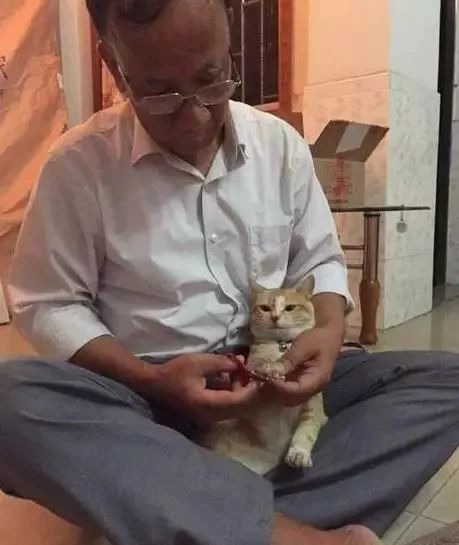 养猫的用处每一个都好硬核 (年轻人养猫和老人养猫的区别)