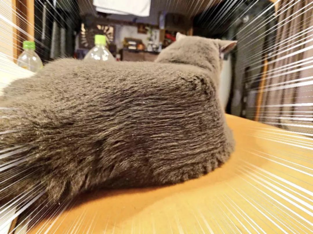 养猫的用处每一个都好硬核 (年轻人养猫和老人养猫的区别)