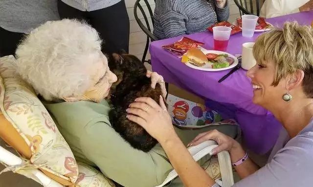 养猫的用处每一个都好硬核 (年轻人养猫和老人养猫的区别)