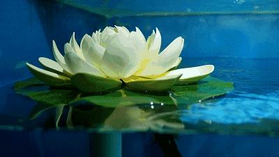 菏泽老字号驴肉馆,菏泽驴肉哪里最好吃