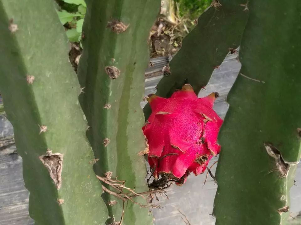 火龙果主要病虫害及防治,火龙果怎么防治病虫害