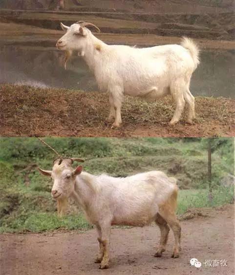 现在羊的品种最好的是什么品种,羊品种大全