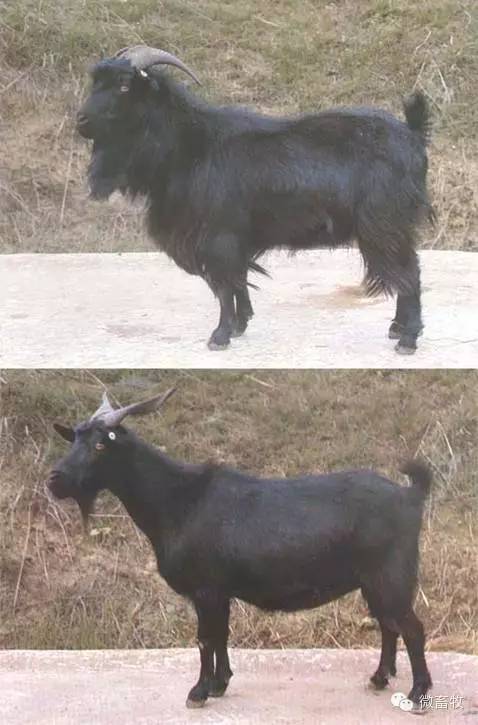 现在羊的品种最好的是什么品种,羊品种大全