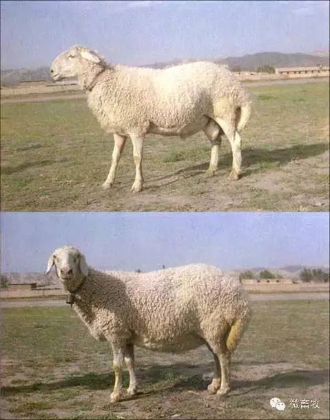 现在羊的品种最好的是什么品种,羊品种大全