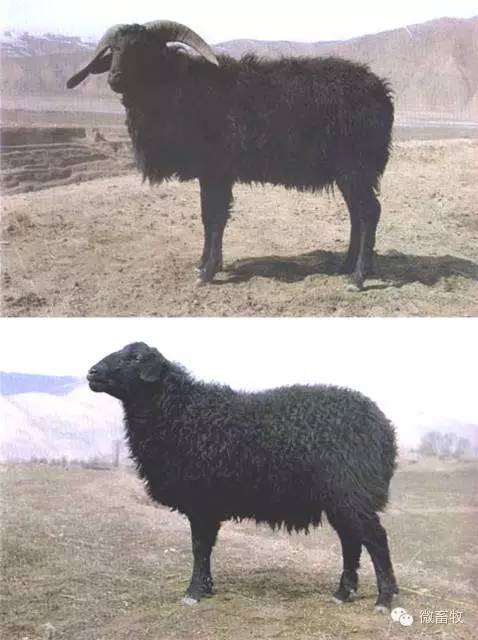 现在羊的品种最好的是什么品种,羊品种大全