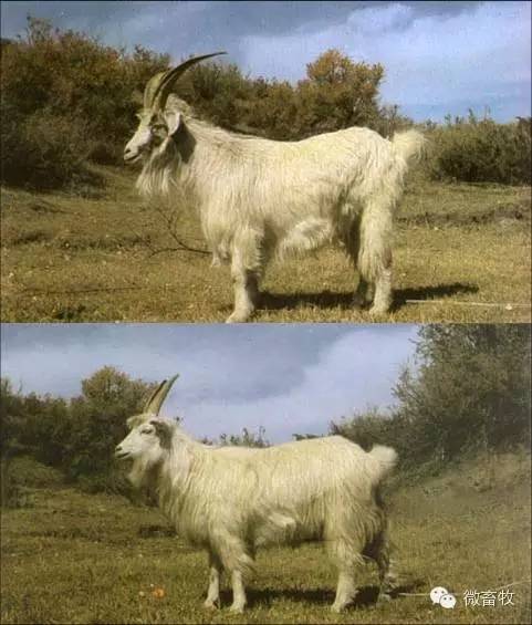 现在羊的品种最好的是什么品种,羊品种大全